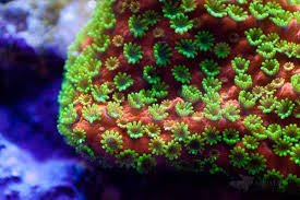 коралловые морские полипы